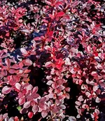 Дартс Ред Леди-2